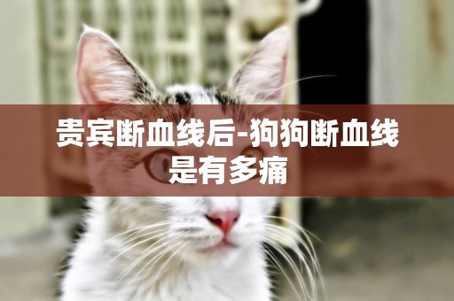 貴賓斷血線后-狗狗斷血線是有多痛