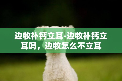 邊牧補鈣立耳-邊牧補鈣立耳嗎，邊牧怎么不立耳