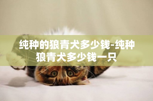 純種的狼青犬多少錢-純種狼青犬多少錢一只