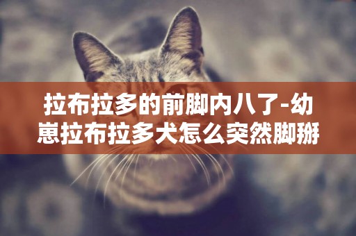 拉布拉多的前腳內八了-幼崽拉布拉多犬怎么突然腳掰了