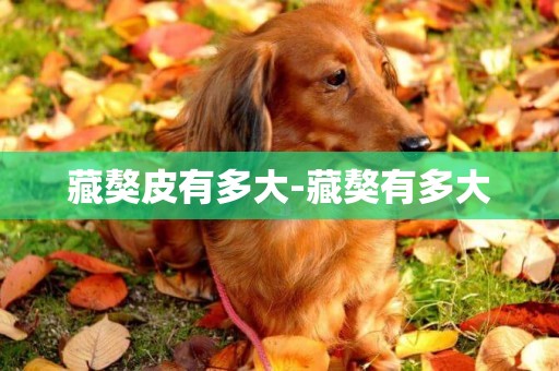 藏獒皮有多大-藏獒有多大