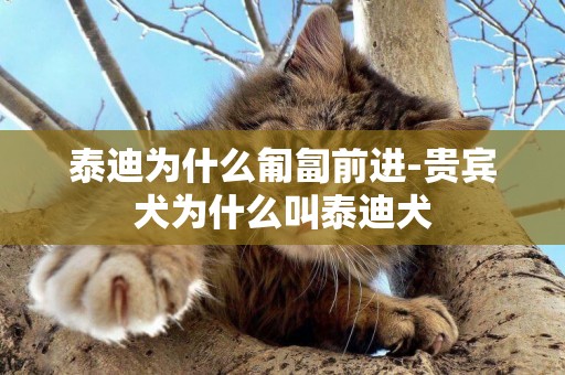 泰迪為什么匍匐前進-貴賓犬為什么叫泰迪犬