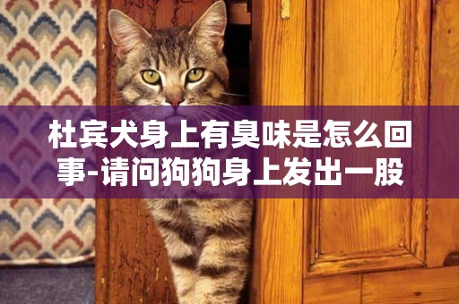 杜賓犬身上有臭味是怎么回事-請問狗狗身上發出一股臭味怎么辦？