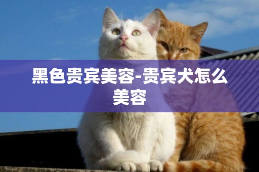黑色貴賓美容-貴賓犬怎么美容