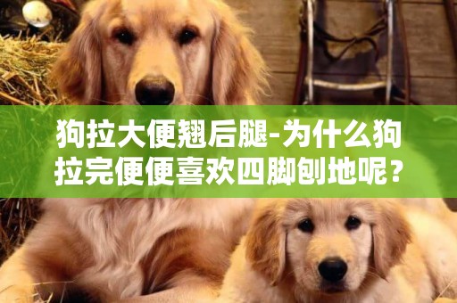 狗拉大便翹后腿-為什么狗拉完便便喜歡四腳刨地呢？