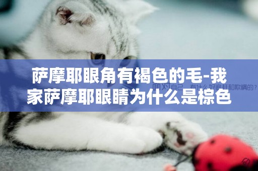 薩摩耶眼角有褐色的毛-我家薩摩耶眼睛為什么是棕色的？