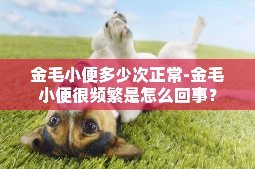 金毛小便多少次正常-金毛小便很頻繁是怎么回事？