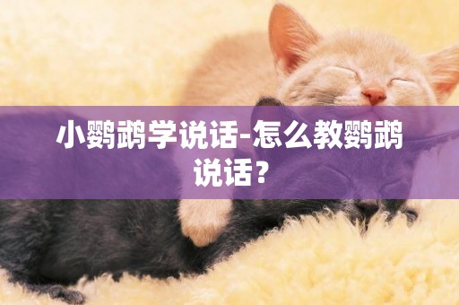 小鸚鵡學說話-怎么教鸚鵡說話？