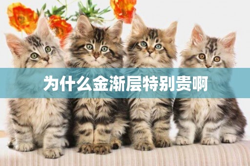 為什么金漸層特別貴啊