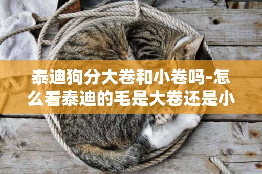 泰迪狗分大卷和小卷嗎-怎么看泰迪的毛是大卷還是小卷啊。圖上是什么卷啊