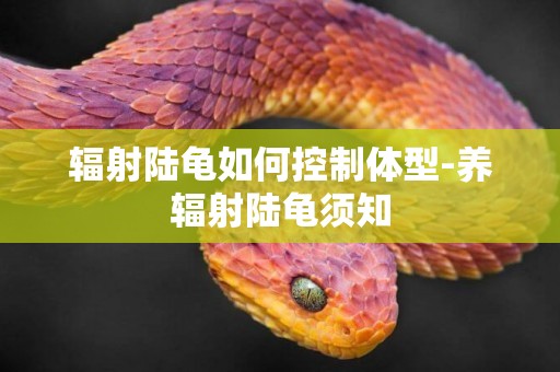 輻射陸龜如何控制體型-養輻射陸龜須知
