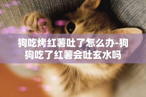 狗吃烤紅薯吐了怎么辦-狗狗吃了紅薯會吐玄水嗎