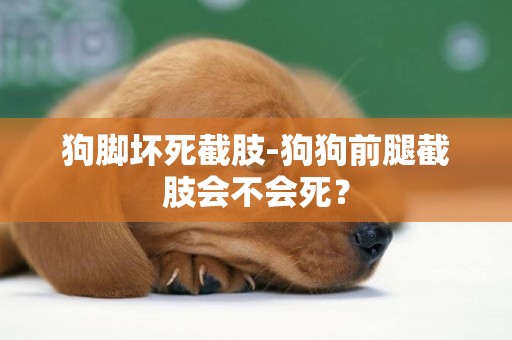 狗腳壞死截肢-狗狗前腿截肢會不會死？