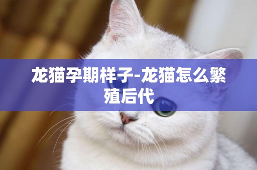龍貓孕期樣子-龍貓怎么繁殖后代