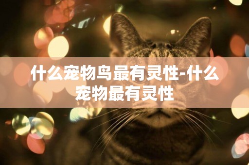 什么寵物鳥最有靈性-什么寵物最有靈性