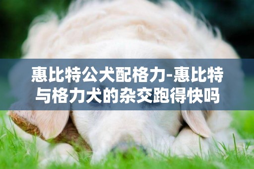 惠比特公犬配格力-惠比特與格力犬的雜交跑得快嗎