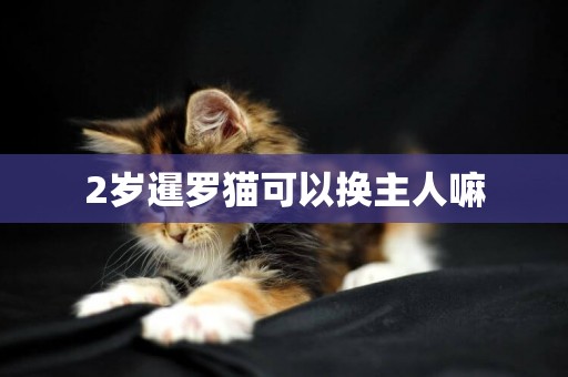 2歲暹羅貓可以換主人嘛