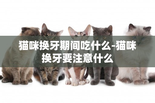 貓咪換牙期間吃什么-貓咪換牙要注意什么