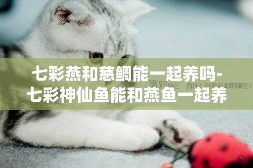 七彩燕和慈鯛能一起養嗎-七彩神仙魚能和燕魚一起養嗎