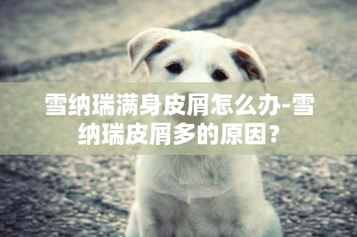 雪納瑞滿身皮屑怎么辦-雪納瑞皮屑多的原因？