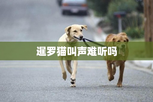 暹羅貓叫聲難聽嗎