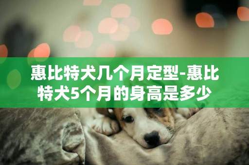 惠比特犬幾個月定型-惠比特犬5個月的身高是多少
