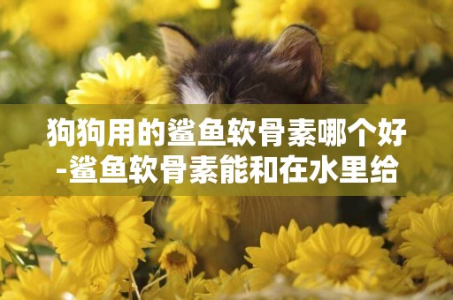 狗狗用的鯊魚軟骨素哪個好-鯊魚軟骨素能和在水里給狗狗喝嗎