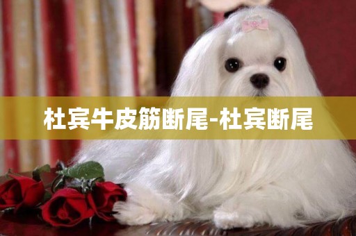 杜賓牛皮筋斷尾-杜賓斷尾