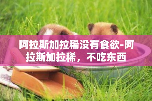 阿拉斯加拉稀沒有食欲-阿拉斯加拉稀，不吃東西