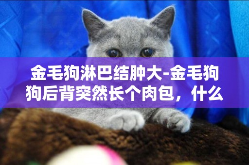 金毛狗淋巴結腫大-金毛狗狗后背突然長個肉包，什么回事？
