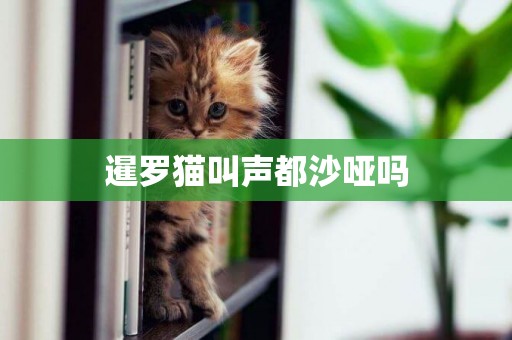 暹羅貓叫聲都沙啞嗎