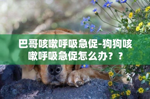 巴哥咳嗽呼吸急促-狗狗咳嗽呼吸急促怎么辦？？