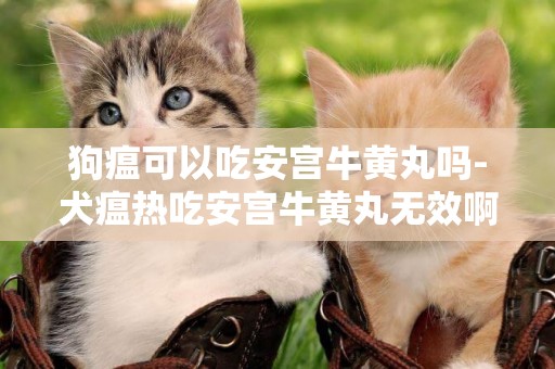 狗瘟可以吃安宮牛黃丸嗎-犬瘟熱吃安宮牛黃丸無效啊