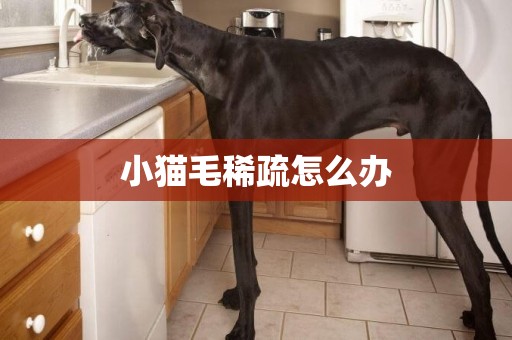 小貓毛稀疏怎么辦