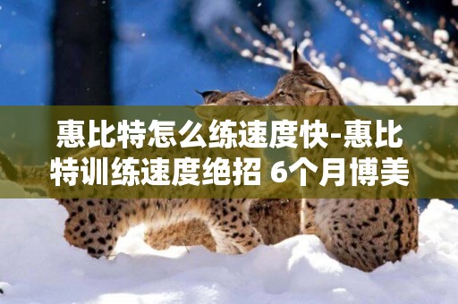 惠比特怎么練速度快-惠比特訓練速度絕招 6個月博美串怎樣訓練