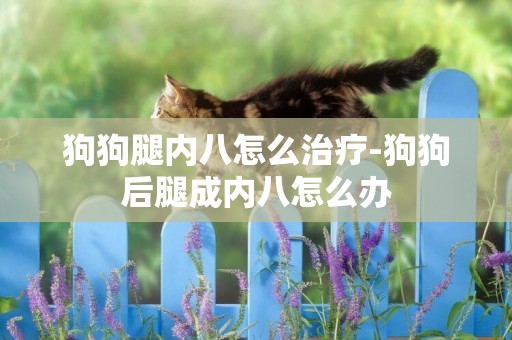 狗狗腿內八怎么治療-狗狗后腿成內八怎么辦