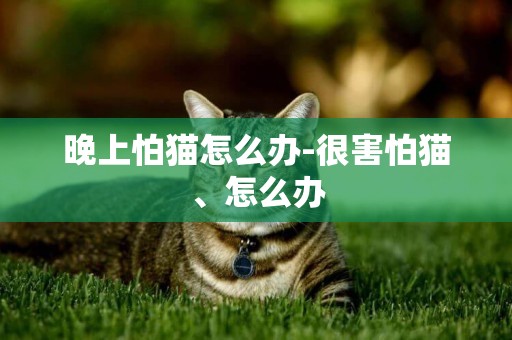 晚上怕貓怎么辦-很害怕貓、怎么辦