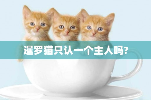 暹羅貓只認一個主人嗎?