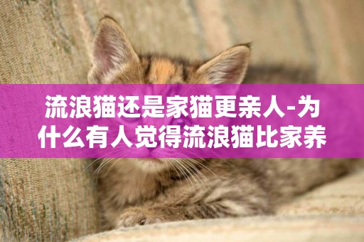 流浪貓還是家貓更親人-為什么有人覺得流浪貓比家養貓厲害？