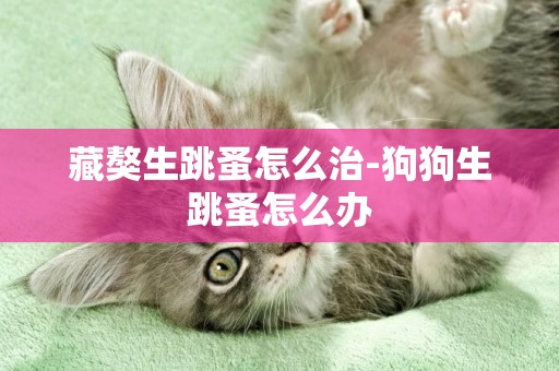 藏獒生跳蚤怎么治-狗狗生跳蚤怎么辦