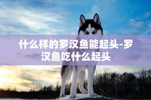 什么樣的羅漢魚能起頭-羅漢魚吃什么起頭