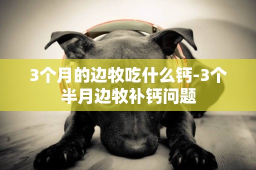 3個月的邊牧吃什么鈣-3個半月邊牧補鈣問題