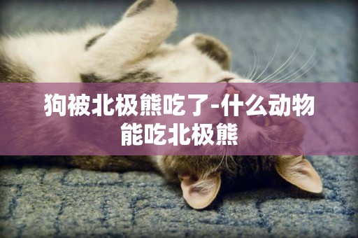 狗被北極熊吃了-什么動物能吃北極熊