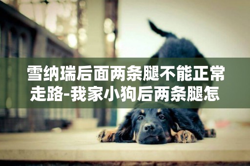 雪納瑞后面兩條腿不能正常走路-我家小狗后兩條腿怎么不能走路了