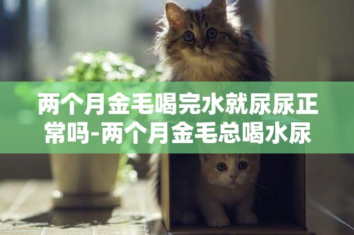 兩個月金毛喝完水就尿尿正常嗎-兩個月金毛總喝水尿尿多