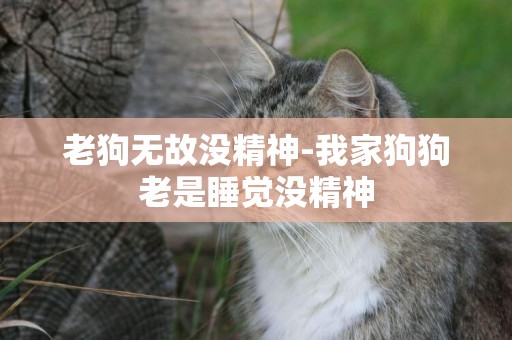 老狗無故沒精神-我家狗狗老是睡覺沒精神