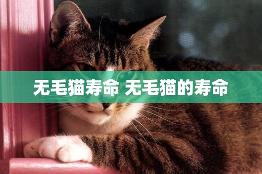 無毛貓壽命 無毛貓的壽命