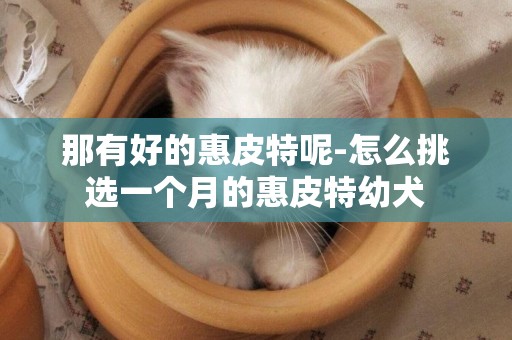 那有好的惠皮特呢-怎么挑選一個月的惠皮特幼犬