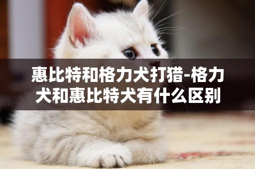 惠比特和格力犬打獵-格力犬和惠比特犬有什么區別