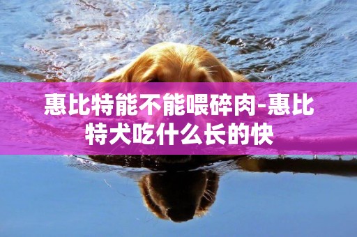 惠比特能不能喂碎肉-惠比特犬吃什么長的快
